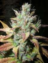 Romulan Diesel strain photo