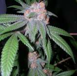 Aficionado Seed Bank - Pure Purple Skunk strain photo