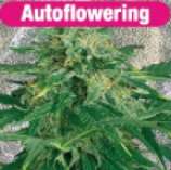 Royal Automatic strain photo