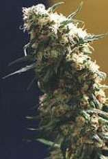 Fourway strain photo