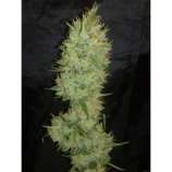 Jamaica Haze strain photo