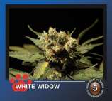 White Widow strain photo