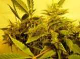 Somanna strain photo