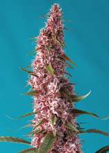 Red Pure Auto CBD strain photo