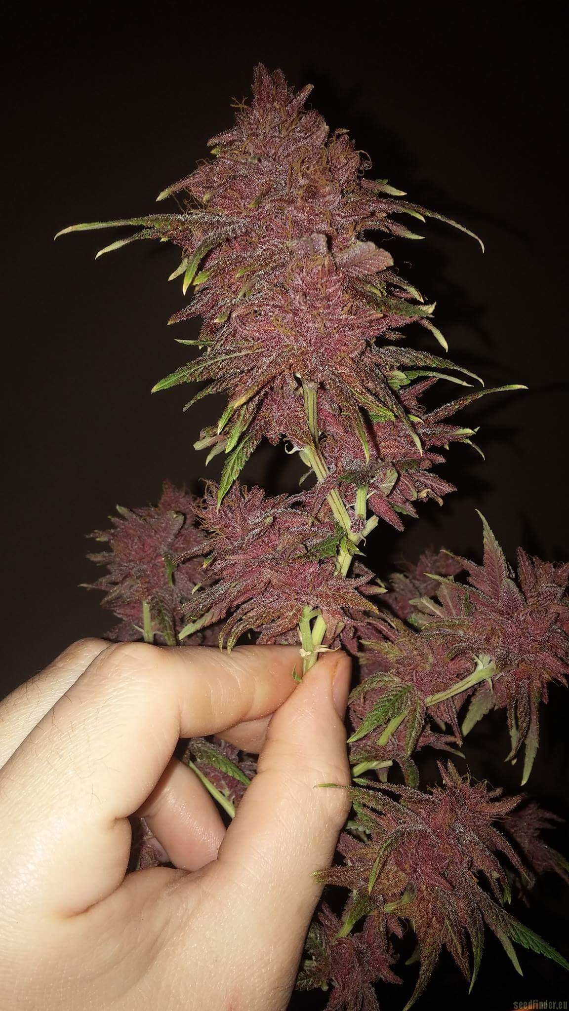 Member Berry strain photo