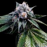 Lemon Walker strain photo