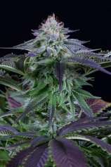 Dinamed Kush CBD Autoflowering strain photo