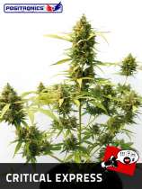 Critical Express strain photo