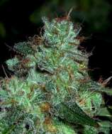 Swazi Gold strain photo