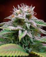 Original Diesel Auto strain photo