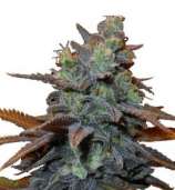 Mr. Shiska strain photo