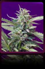 Sweet Seeds - S.A.D. Auto strain photo