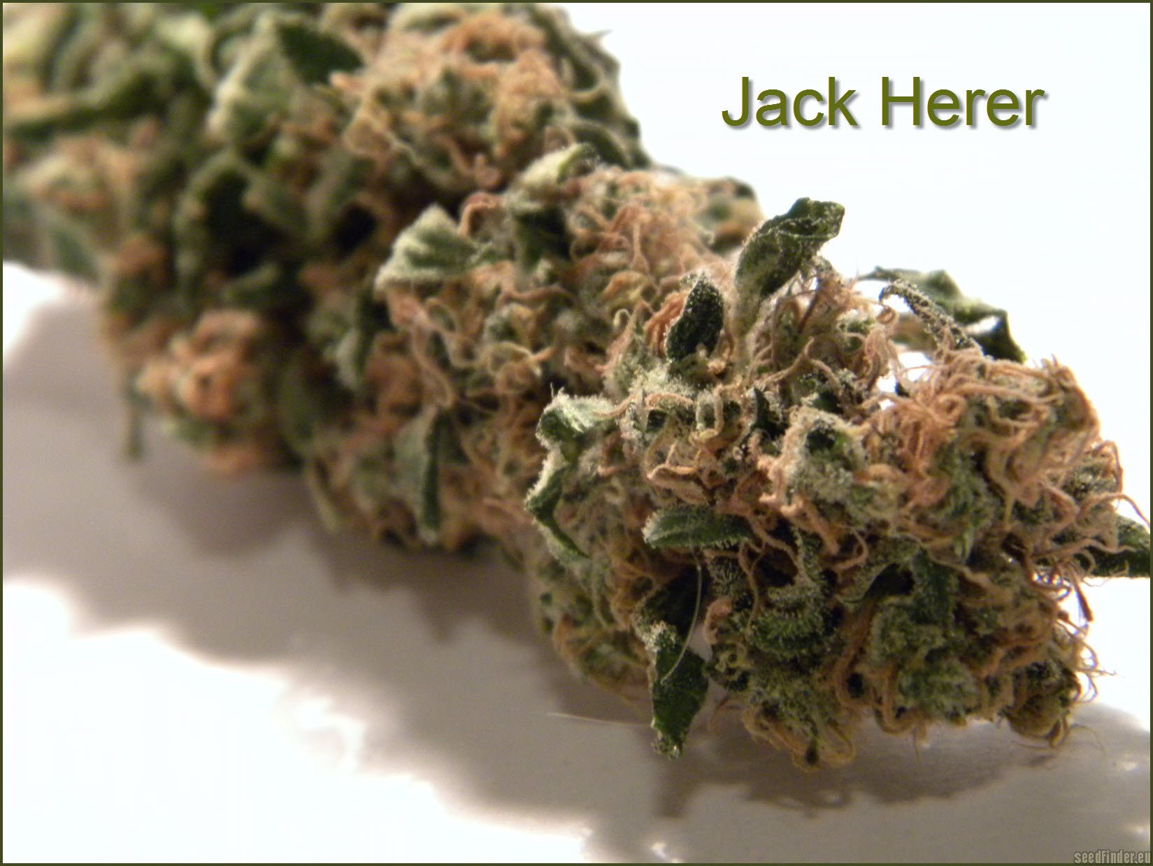 Jack Herer strain photo