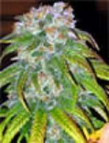 Big Bud strain photo