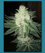 Black Gorilla strain photo
