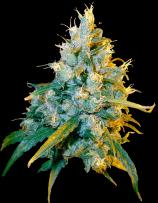 Jamaican Grape strain photo