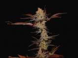 Soma Seeds - G13 Haze Lavender strain photo