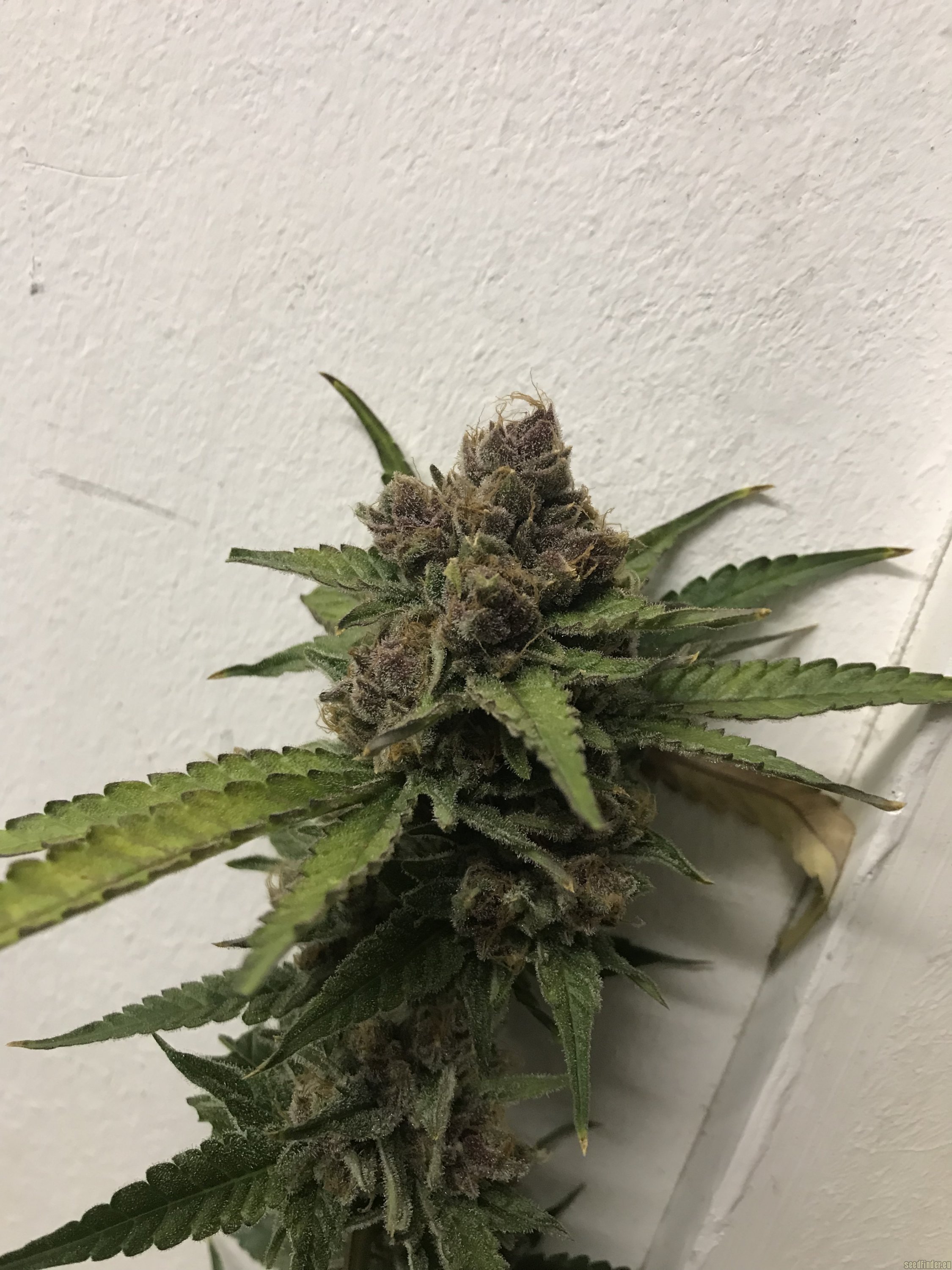Blueberry Muffin strain photo