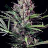 Caramel King strain photo
