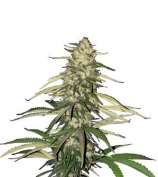 Watermelon Girl strain photo