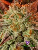Mob Boss strain photo