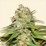 Blueberry strain photo