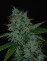 Narcotherapy strain photo