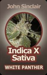 White Panther strain photo