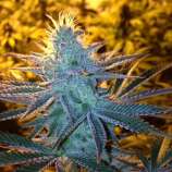 LoveFist strain photo