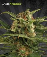 Auto Pounder strain photo