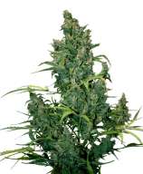 Tundra #2 strain photo