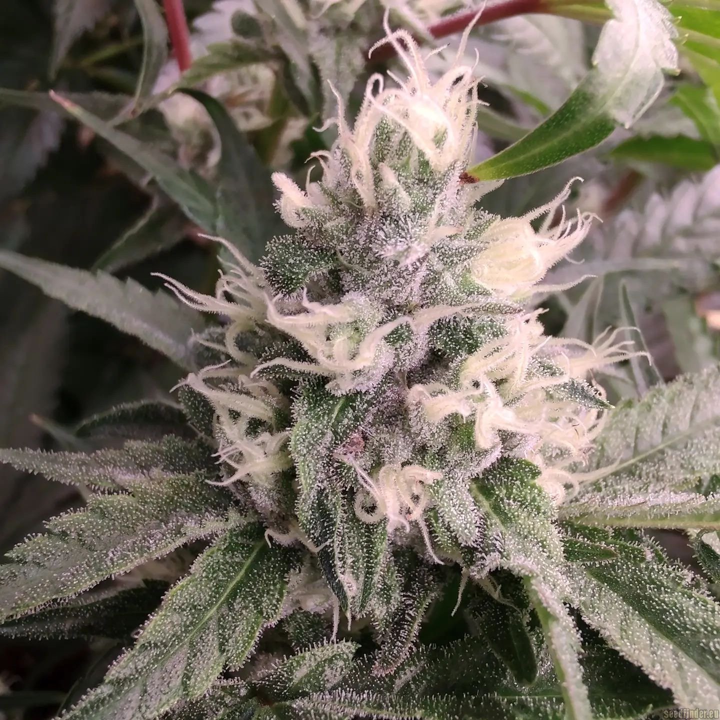 Symbiote Stash strain photo