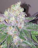 The Devil's Harvest Seed Company - Fallen Angel strain photo