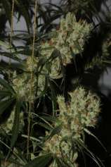 Oldtimes BX strain photo