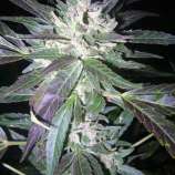 King Haze x Freezeland strain photo