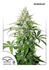 Auto Cinderella Jack strain photo