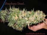 Strawberry Diesel strain photo