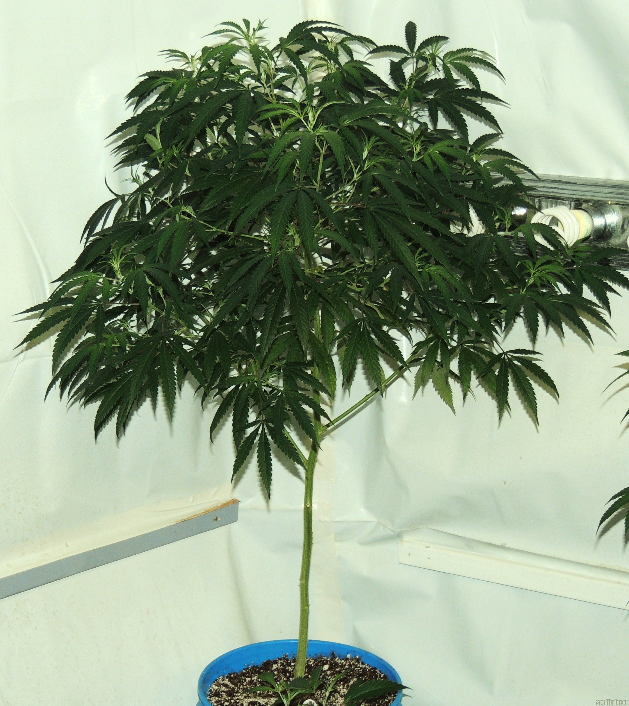 Acumen Genetics - FU5O strain photo