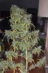 Underground Seeds Collective - Colombian Gold 72 strain photo