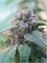 Blue Elite Indica strain photo