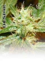 Desiak strain photo