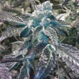 Girl Scout Cookies strain photo