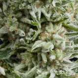 Auto Amnesia Gold strain photo
