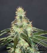 Mataro Blue CBD strain photo