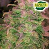 Hawaii Maui Waui Automatic strain photo