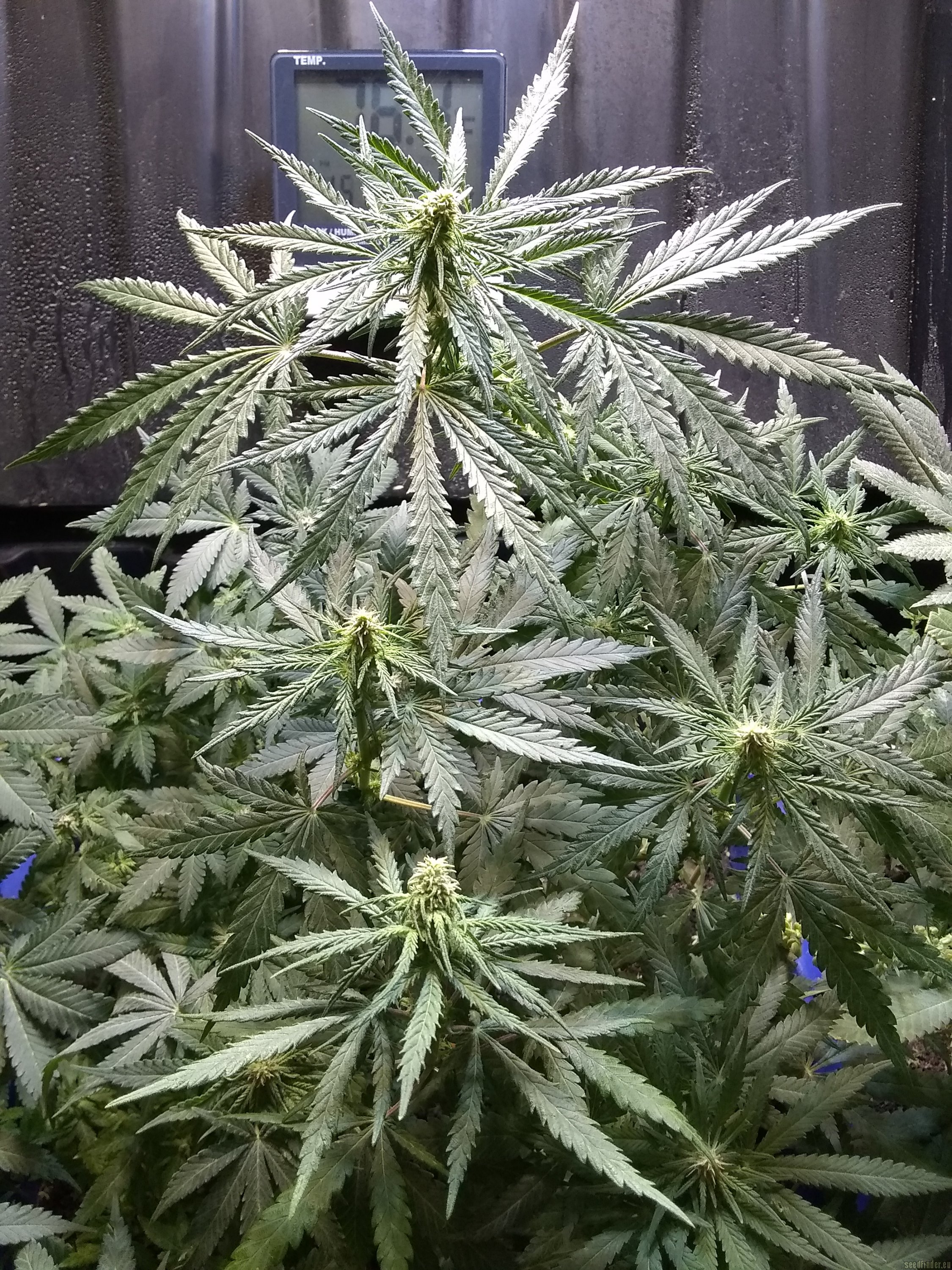 Northern Lights strain photo