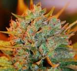 Northern Light x Big Bud Auto strain photo