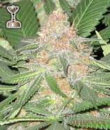 Cookies OG strain photo
