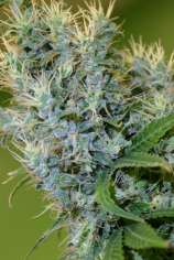 Otto #1 strain photo