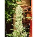 Bub-Kush strain photo